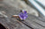 Dark Purple Amethyst Ring in 14K Rose Gold Fill, Offset Ring Design in Pink Gold, Aquarius Zodiac Jewelry for February Birthday Gift, 7